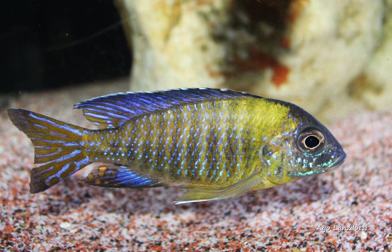 Aulonocara stuartgranti 'Undu Reef'